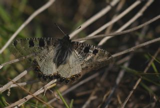 Yalanc Apollo (Archon apollinus)