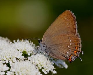 Byk Sevbeni (Satyrium ilicis)