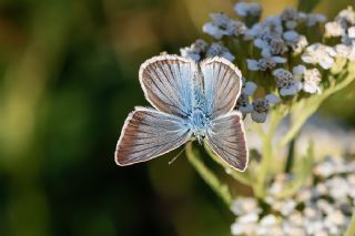 �okg�zl� Damon Mavisi&nbsp;(Polyommatus&nbsp;damon)