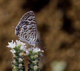 Mavi Zebra (Leptotes pirithous)