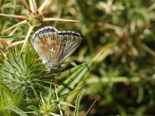 okgzl Anadolu illi Mavisi (Polyommatus ossmar)