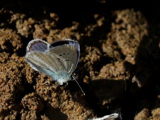 okgzl Trk Mavisi (Polyommatus turcicus)