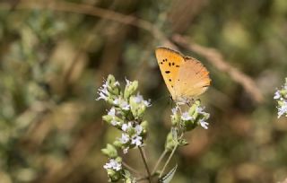 Orman Bakr Gzeli (Lycaena virgaureae)