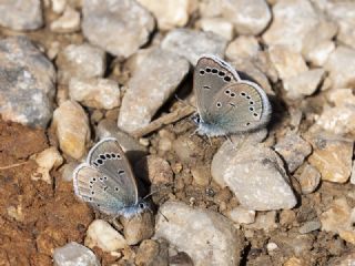 Anadolu Karagz Mavisi (Glaucopsyche astraea)