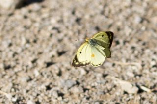 Gzel Azamet (Colias alfacariensis)