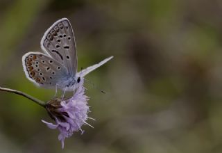 okgzl Mavi (Polyommatus icarus)
