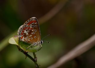 okgzl Esmer (Aricia agestis)