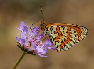 Benekli parhan (Melitaea didyma)