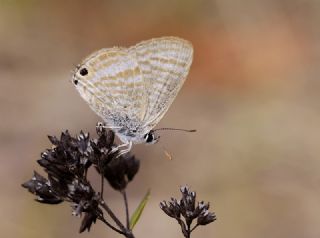 Lampides (Lampides boeticus)