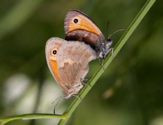 Kk Zpzp Perisi (Coenonympha pamphilus)