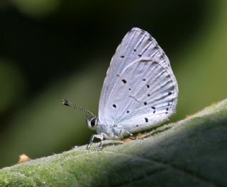 Kutsal Mavi (Celastrina argiolus)