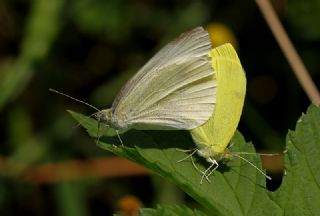 Kk Beyazmelek (Pieris rapae)