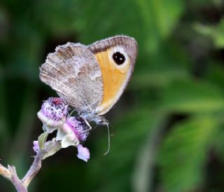 �ay�r Esmeri&nbsp;(Maniola&nbsp;jurtina)