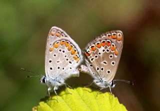 okgzl Mavi (Polyommatus icarus)