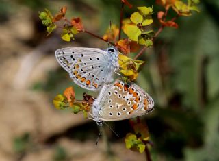 okgzl Meneke Mavisi (Polyommatus thersites)