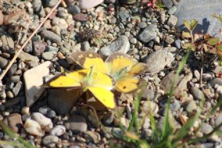 Sar Azamet (Colias croceus)