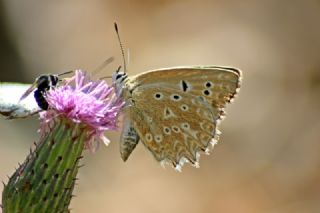 okgzl Dafnis (Polyommatus daphnis)