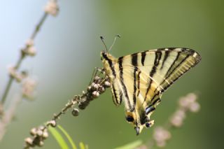 Erik Krlangkuyruk (Iphiclides podalirius)