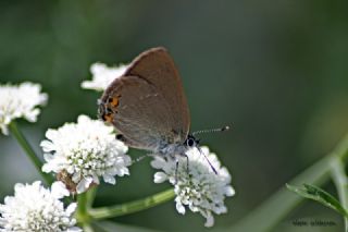 Minik Sevbeni (Satyrium acaciae)