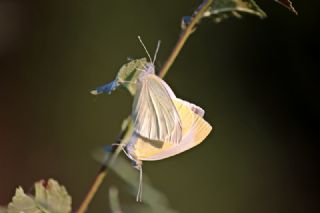 Yalanc Beyazmelek (Pieris pseudorapae)