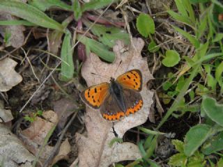 Benekli Bakr Gzeli (Lycaena phlaeas)