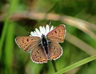 sli Bakr Gzeli (Lycaena tityrus)