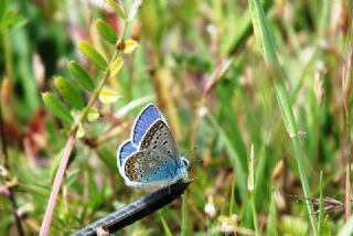 okgzl Mavi (Polyommatus icarus)