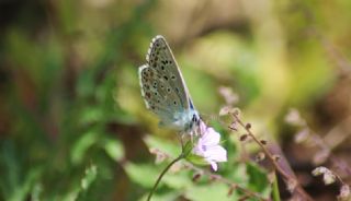 okgzl Gk Mavisi (Polyommatus bellargus)