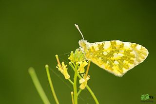 Da Oykls (Euchloe ausonia)