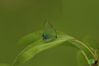 Zmrt (Callophrys rubi)