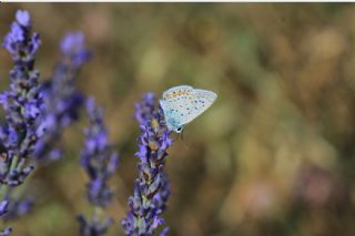 okgzl Mavi (Polyommatus icarus)