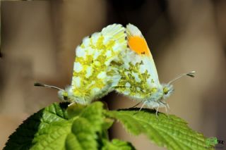 Turuncu Ssl (Anthocharis cardamines)