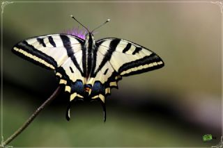 Kaplan Kırlangıçkuyruk (Papilio alexanor)