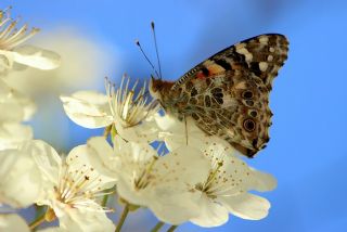 Diken Kelebei (Vanessa cardui)