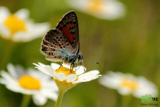 Akbes Gelincii (Tomares nesimachus)