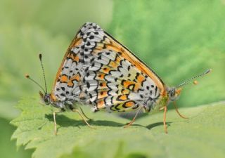 parhan (Melitaea cinxia)