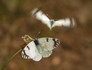 Da Oykls (Euchloe ausonia)