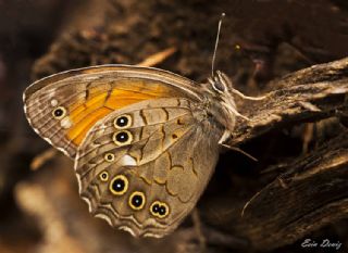 Aa Esmeri (Kirinia roxelana)