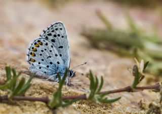 Himalaya Mavisi (Pseudophilotes vicrama)