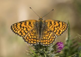 Cezayirli parhan (Melitaea ornata)