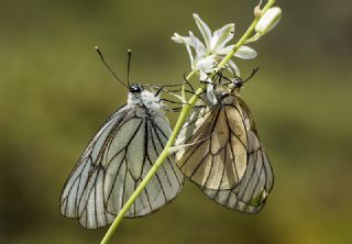 Al Beyaz (Aporia crataegi)