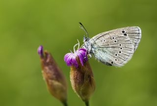 Karagz Mavisi (Glaucopsyche alexis)