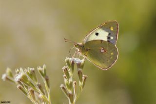 Sar Azamet (Colias croceus)