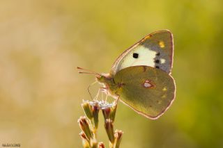 Sar Azamet (Colias croceus)