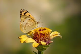 Mezopotamya Kolotisi (Colotis fausta)