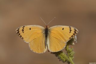 Mezopotamya Kolotisi (Colotis fausta)