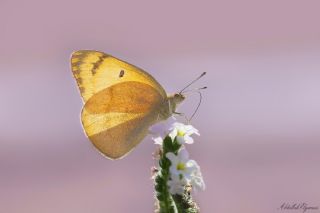 Mezopotamya Kolotisi (Colotis fausta)