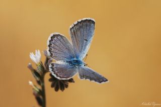 Himalaya Mavisi (Pseudophilotes vicrama)