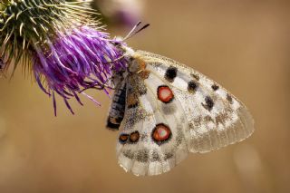 Apollo (Parnassius apollo)