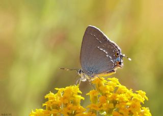 Sevbeni (Satyrium abdominalis)